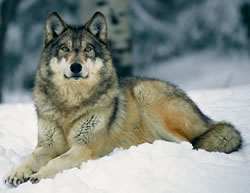 a-gray-wolf-lies-in-new-fallen-snow 250px